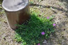 松葉菊・一斗瓶