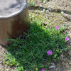 松葉菊・一斗瓶