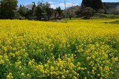 近所の菜の花畑...
