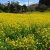 近所の菜の花畑...