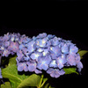 紫陽花02