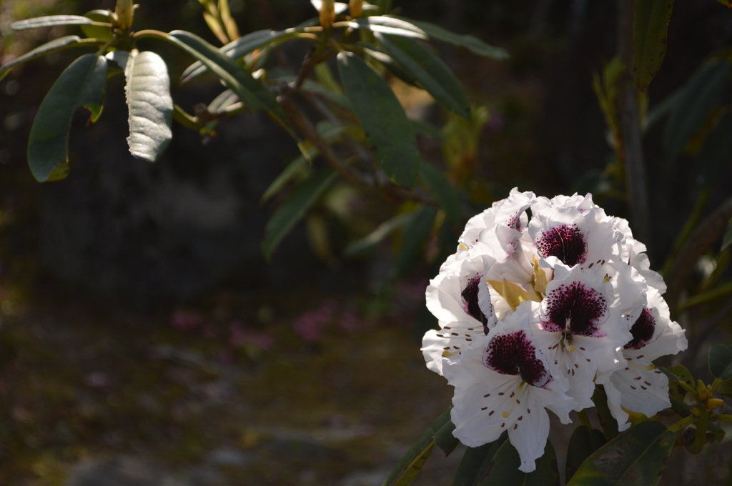石楠花