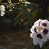 石楠花
