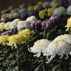 菊花２