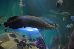 怪魚＆ベビーカー