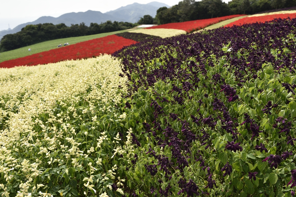 サルビアの花　ブルー