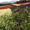サルビアの花　ブルー
