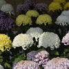菊花１