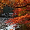 紅葉　森林植物園にて