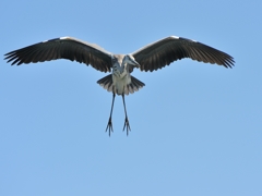 アオサギ　着陸態勢