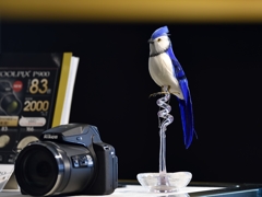 幸せの青い鳥　見つけました