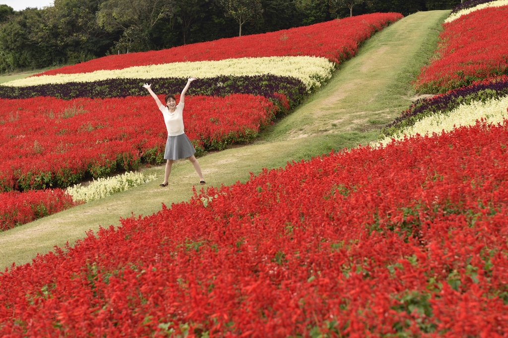 サルビアの花