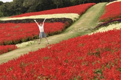 サルビアの花