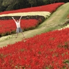 サルビアの花