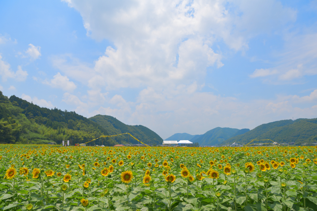 佐用　ひまわり畑にて