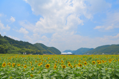 佐用　ひまわり畑にて
