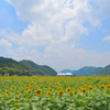 佐用　ひまわり畑にて