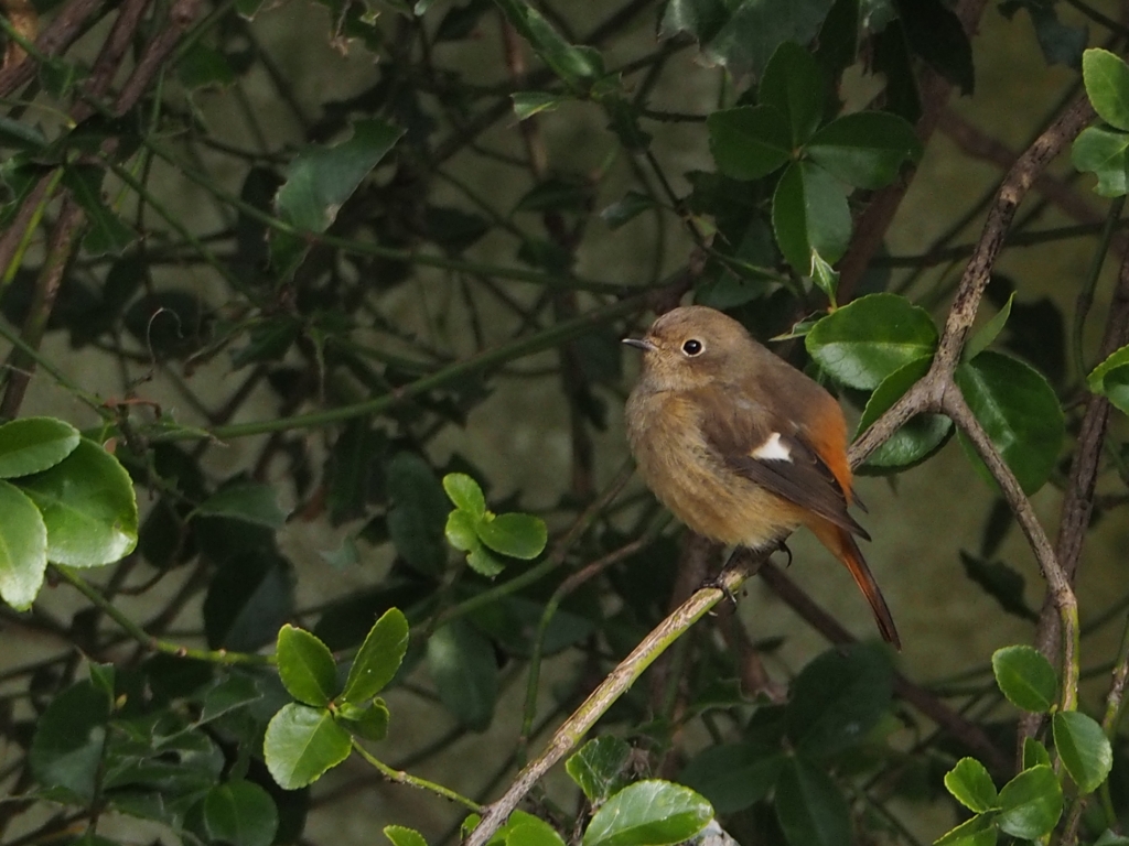 ジョウビタキ♀