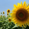 大輪の花２