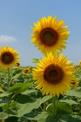 大輪の花１