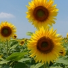 大輪の花１