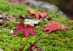 苔と落ち葉