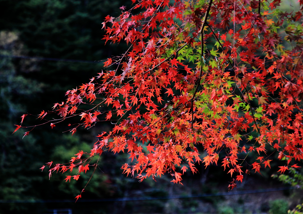 紅葉