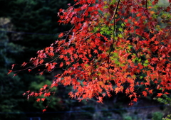 紅葉