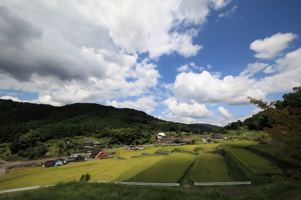 棚田の風景