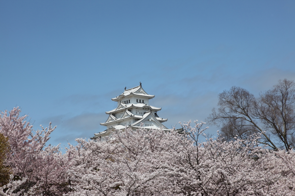 白鷺城　桜