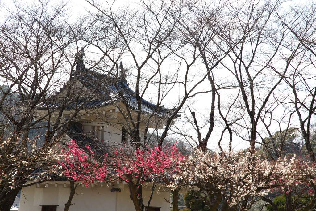 龍野城の梅