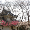 龍野城の梅