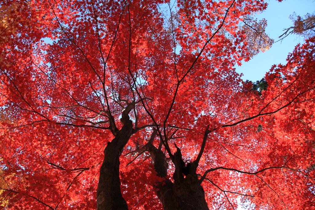 真っ赤な紅葉