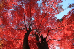 真っ赤な紅葉