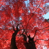 真っ赤な紅葉