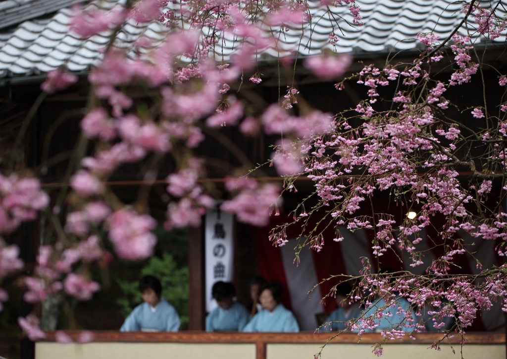 桜と琴の音色