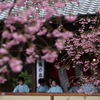 桜と琴の音色