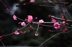 梅　咲き始めました