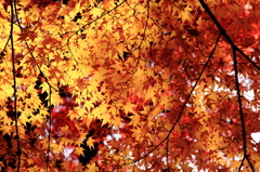 紅葉