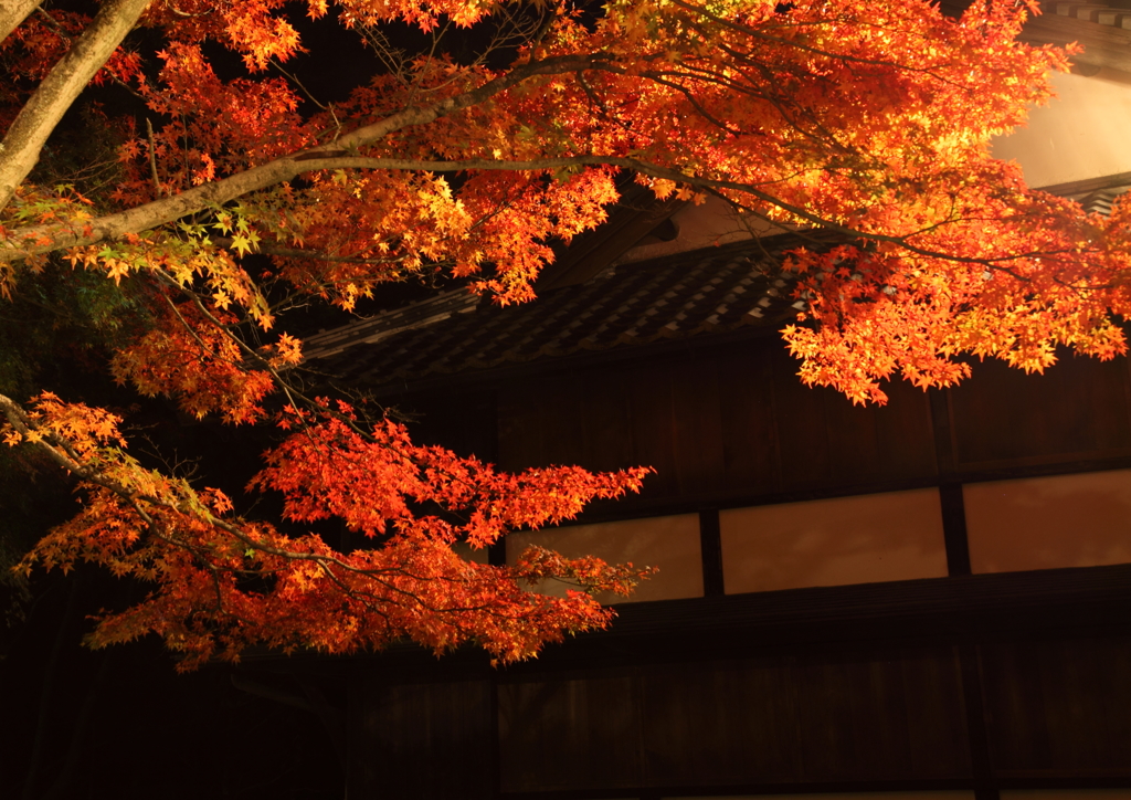 夜の紅葉