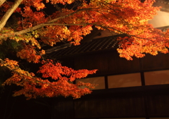 夜の紅葉