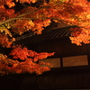 夜の紅葉