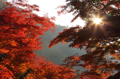 朝日に照らされて