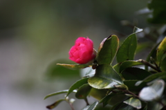 さざんかの花がひっそりと
