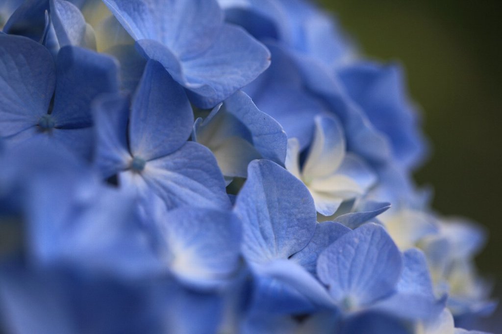 紫陽花　彩　2