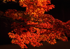 夜の紅葉