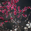 春近し　2