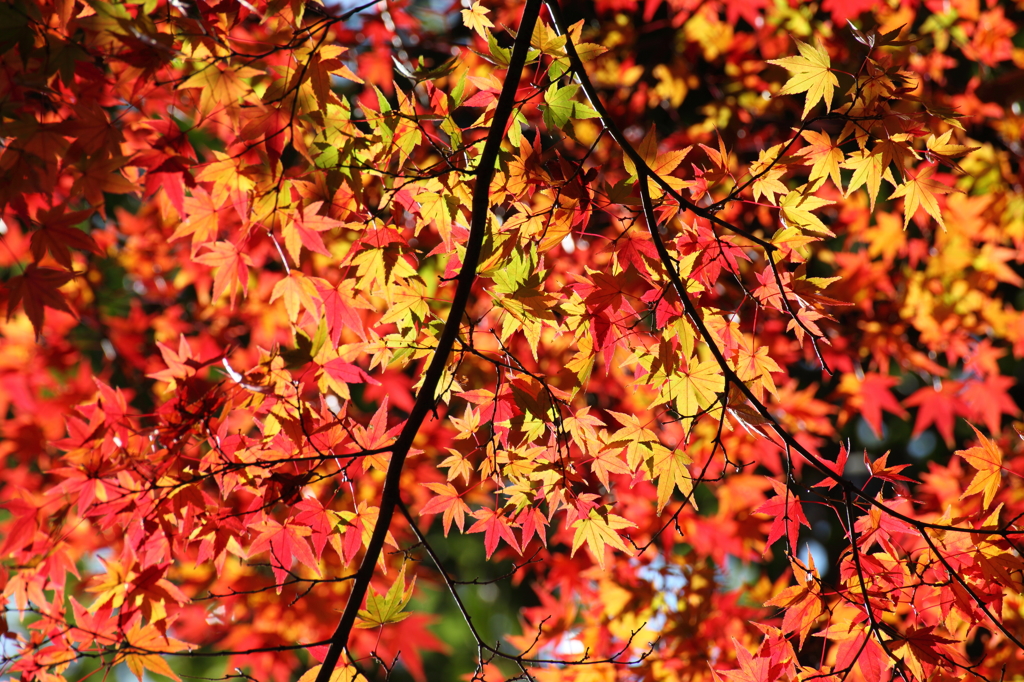 輝く紅葉