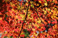 輝く紅葉
