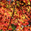 輝く紅葉